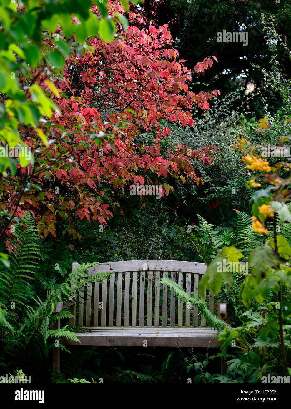 Euonymus Alatus rote Blätter Herbst Sitzbank Sitz ruhigen Ecke Garten Gartenarbeit Einsamkeit Frieden beschauliche Ruhe RM Floral Stockfoto