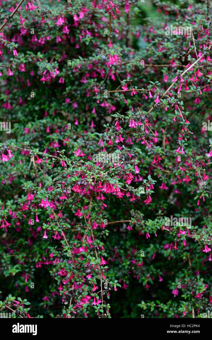 Fuchsia Microphylla rosa rote Blume Blumen Blüte Fuchsien Strauch