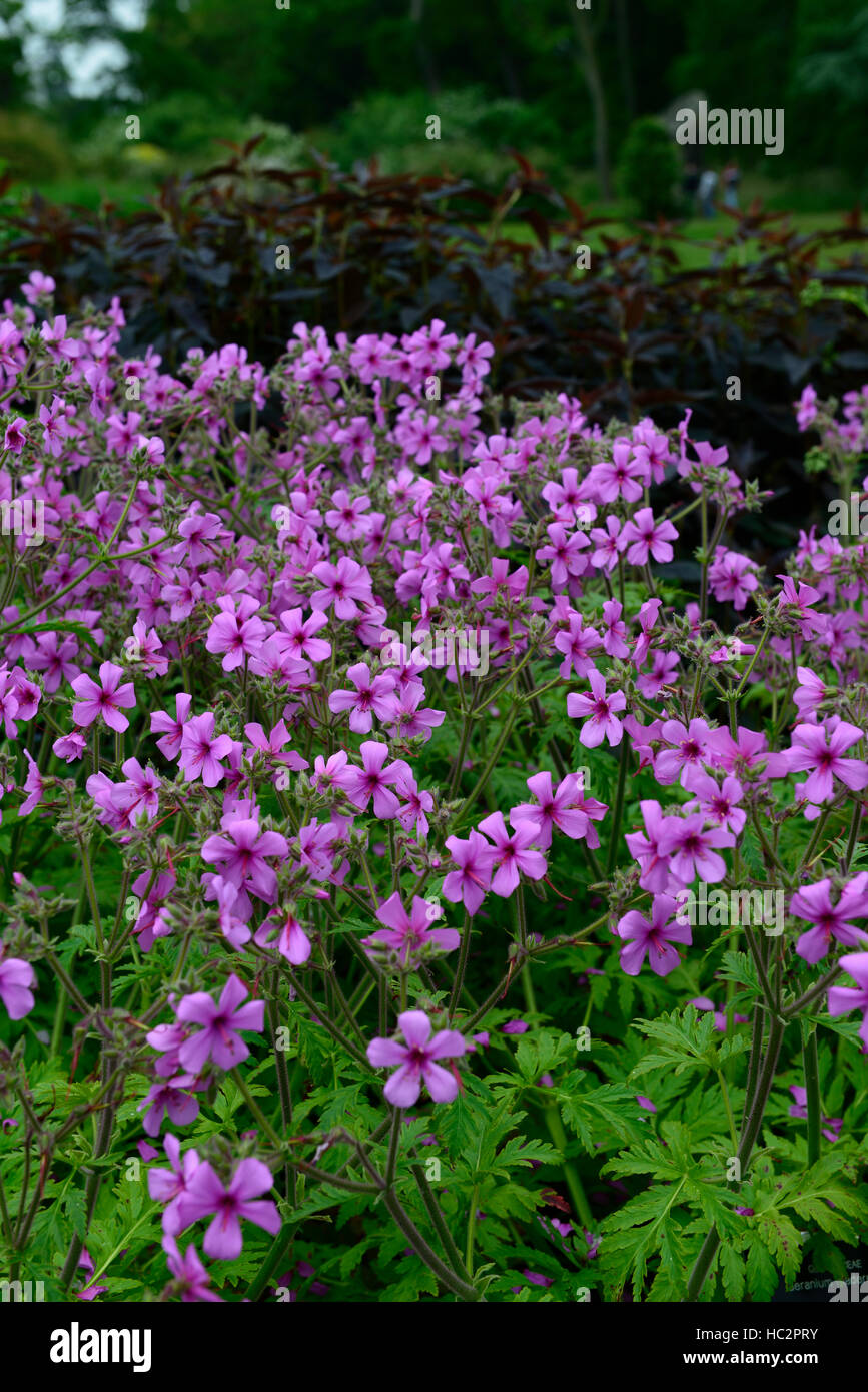 Geranium Maderense Madeira-Storchschnabel rosa Magenta Pflanze Pflanzen blühen Blumen Garten zarte Staude RM Floral Stockfoto