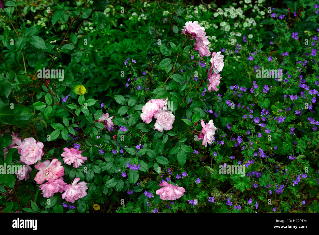 Geranium Pyrenaicum bill Wallis Rosa Chinensis cv alte Blush rose Kombination Bepflanzung Schema rosa blauen Blüten blühen RM Floral Stockfoto
