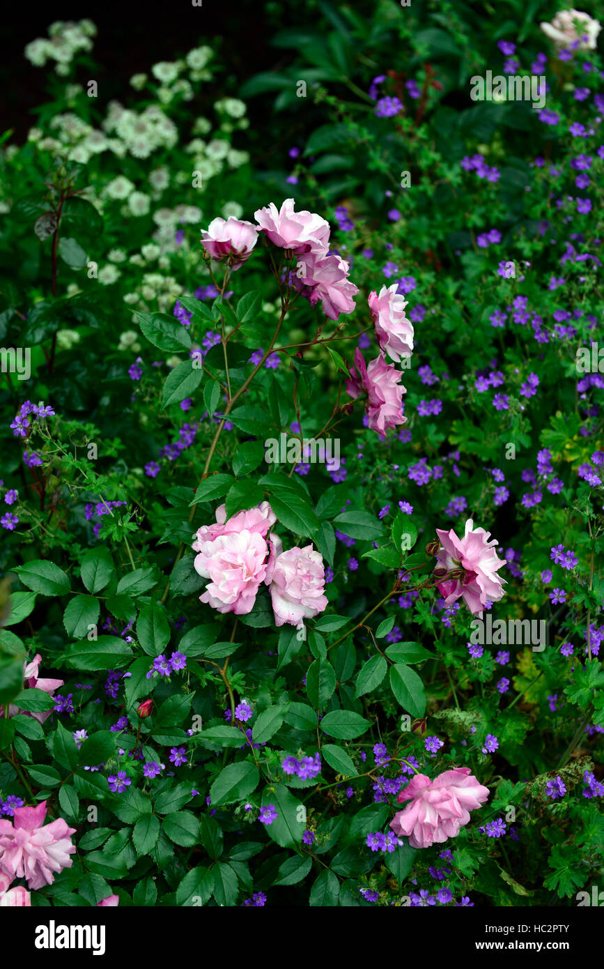 Geranium Pyrenaicum bill Wallis Rosa Chinensis cv alte Blush rose Kombination Bepflanzung Schema rosa blauen Blüten blühen RM Floral Stockfoto