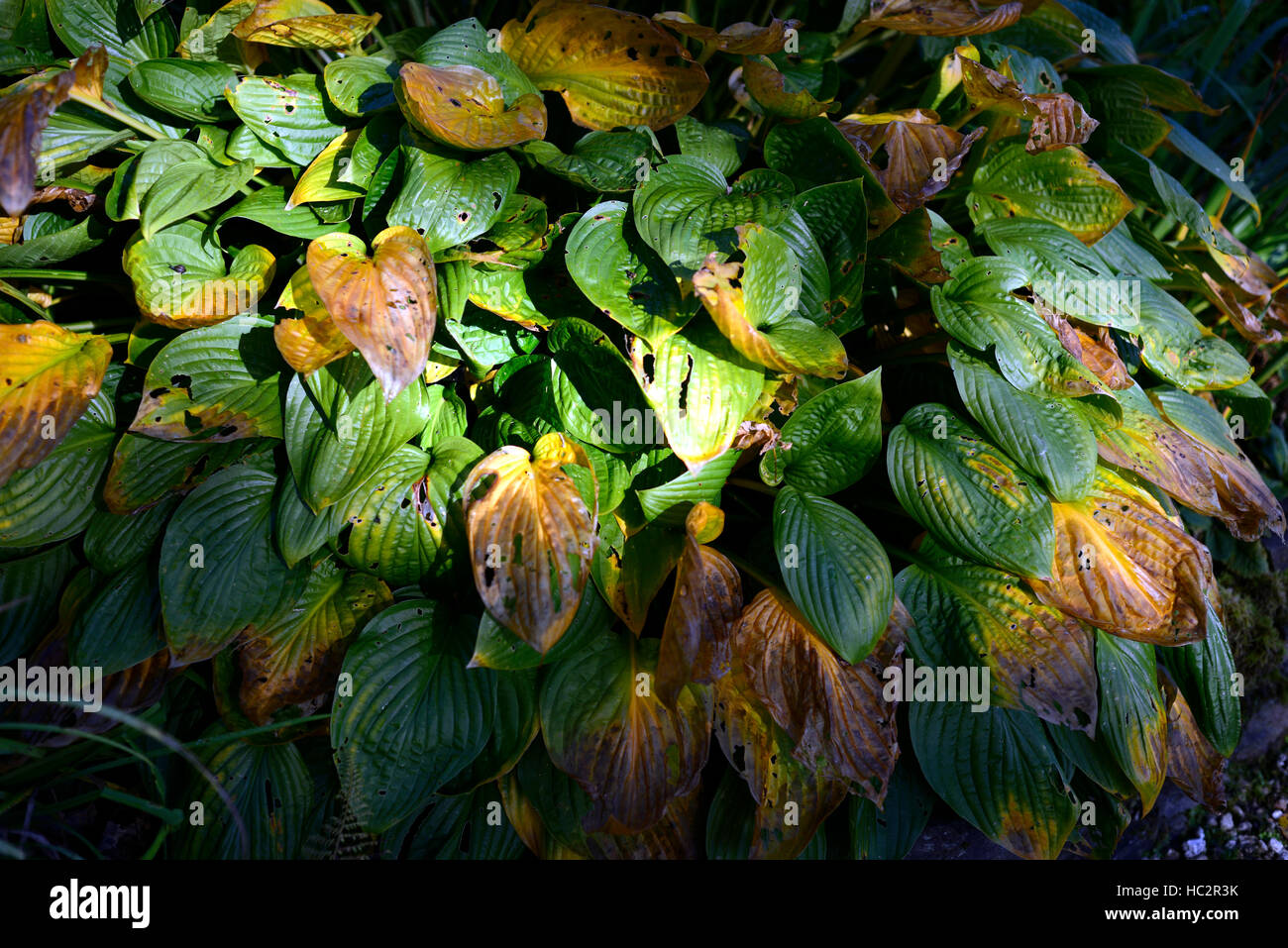 Hosta Laub Blätter Herbst Ende Sommer fleckige Schaden beschädigt Farbe Farbwechsel ändern Schatten schattige RM-Floral Schatten Stockfoto