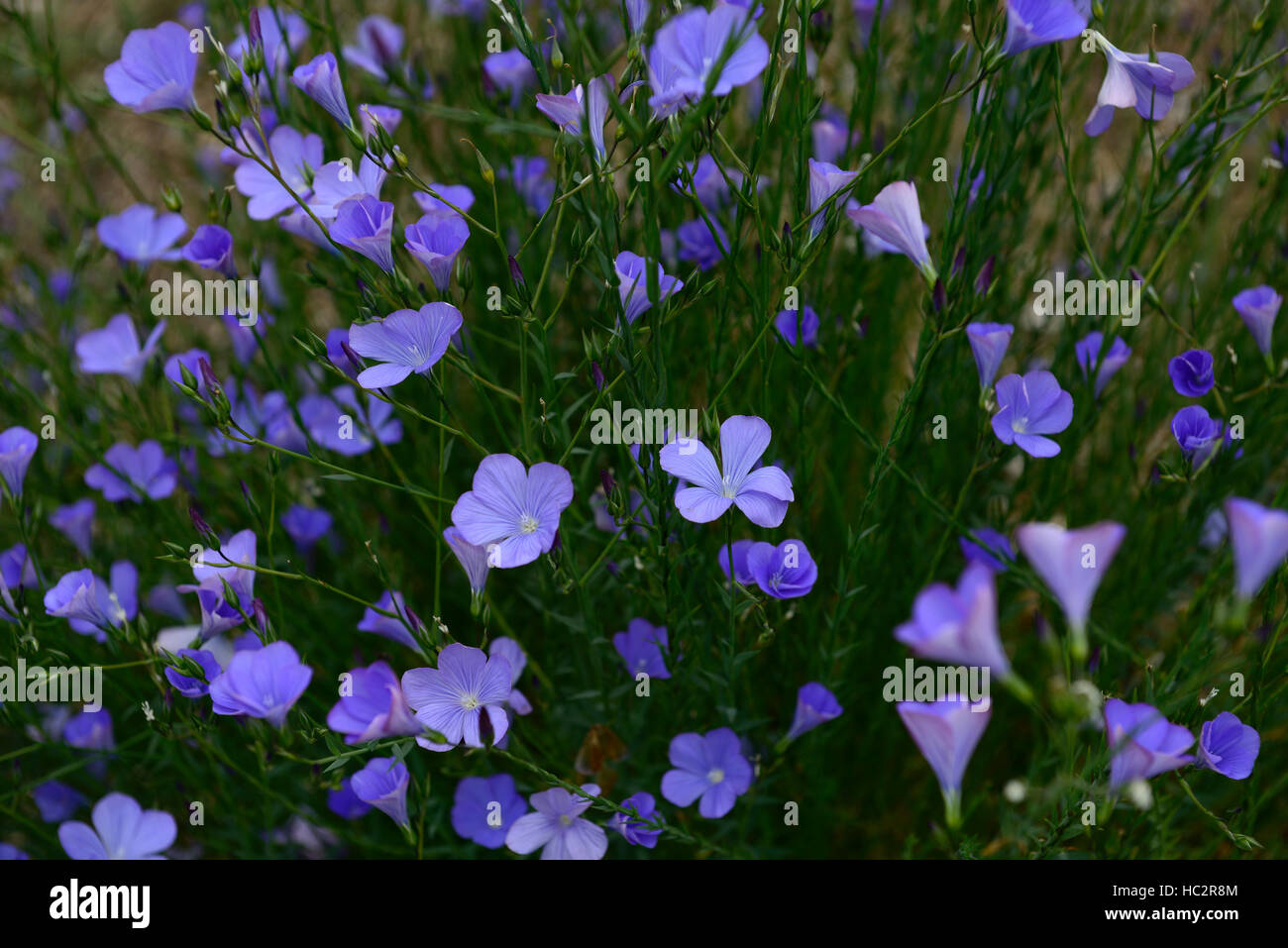 Linum Narbonense mehrjährige blaue Flachsblume Blumen Blüte Masse Massen Garten Gartenarbeit RM Floral Stockfoto