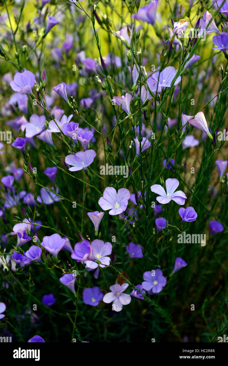 Flachs Blumen Stockfotos und -bilder Kaufen - Alamy
