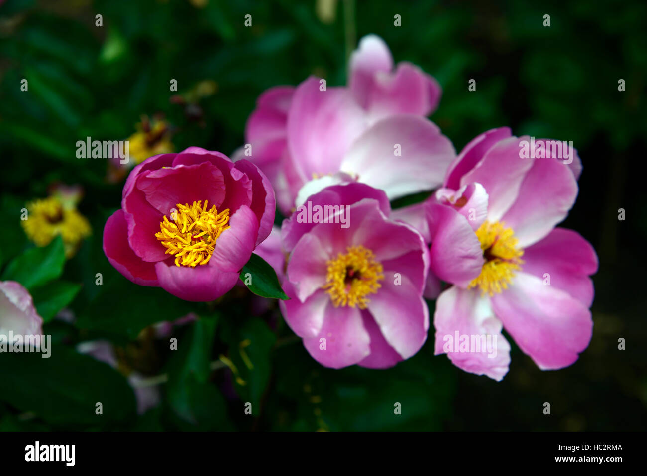 Paeonia Gertrude Pfingstrosen rosa gelb Auge Blume Blumen Blüte mehrjährige Bett Grenze duftende RM Floral Stockfoto