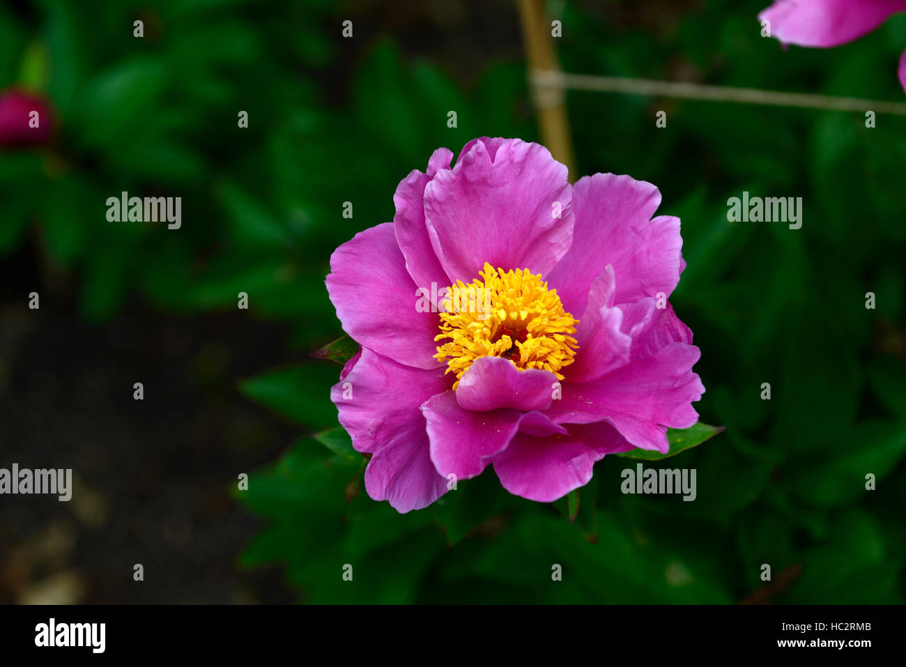 Paeonia Homosexuell Grenze Juni Pfingstrosen rosa gelbes Auge Blume Blumen Blüte mehrjährige Bett Grenze RM Floral parfümiert Stockfoto