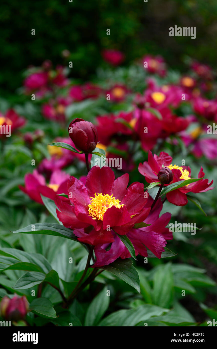 Paeonia Officinalis Sabinei Pfingstrose Pfingstrosen rote Blume Blumen Blüte mehrjährige Bett Grenze RM Floral Stockfoto