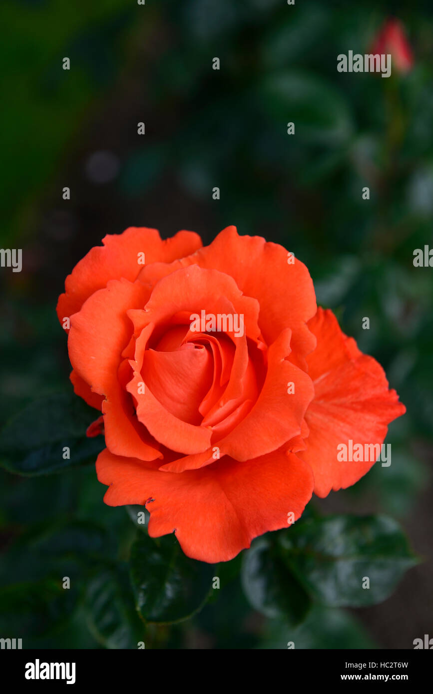 Rosa Alexander Harlex Orange-rot rose Rosen Hybride Tee Strauch Blume Blumen Blüte Blüte blüht RM Floral Stockfoto