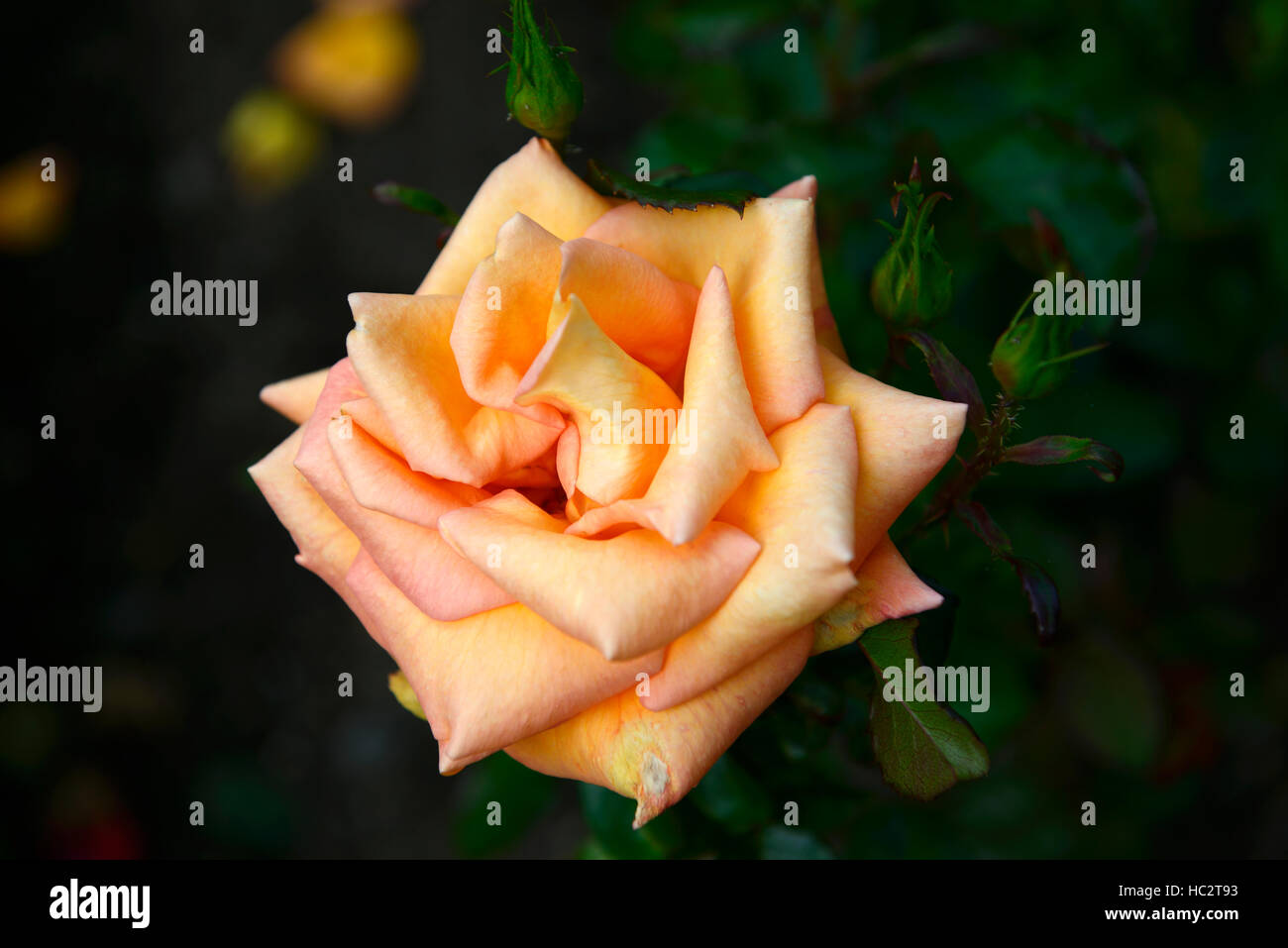 Rosa Dawn Chorus rose Rosen orange Hybride Tee Blume Blumen Blüte Duft Duft Duft Duft RM Floral Stockfoto