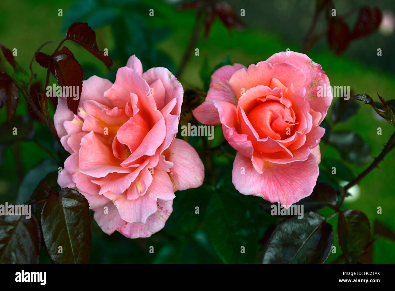 Rosa duftende Freude stieg Rosen Edelrosen orange Aprikose blühende Blumen duftenden duftenden Strauch Sträucher RM Stockfoto