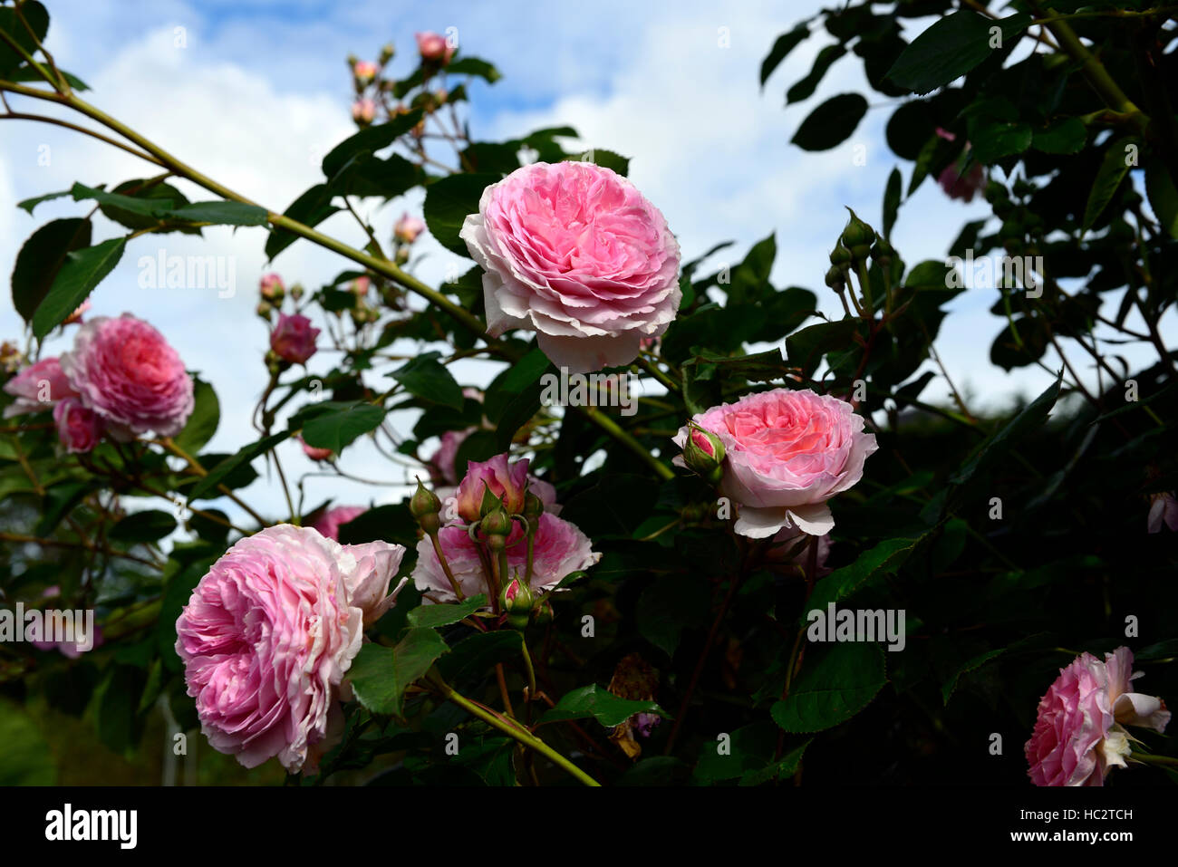 Rosa James Galway Auscrystal rosa rose Blume Kletterer Klettern blühenden Blumen duftenden duftenden RM Floral Stockfoto