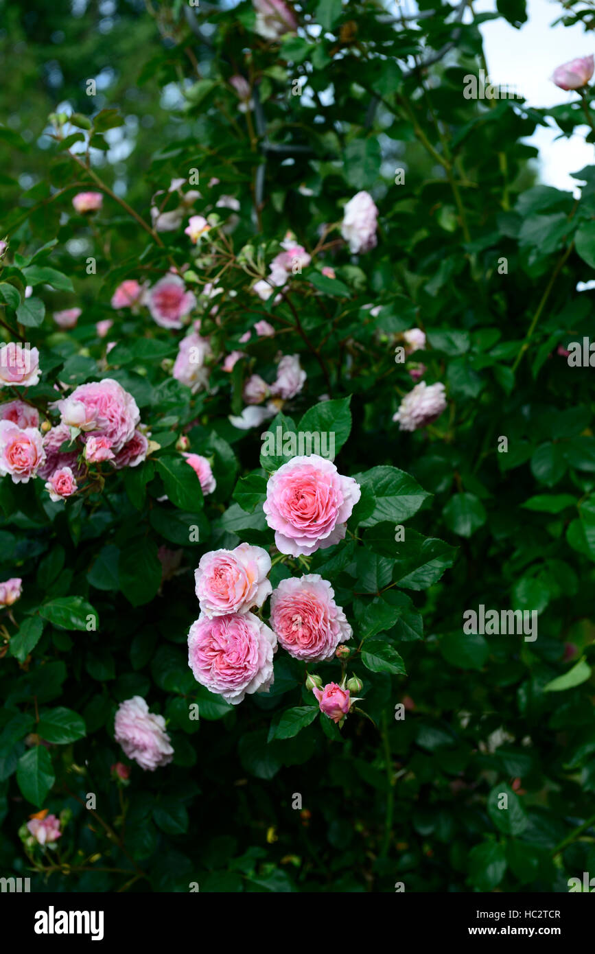 Rosa James Galway Auscrystal rosa rose Blume Kletterer Klettern blühenden Blumen duftenden duftenden RM Floral Stockfoto