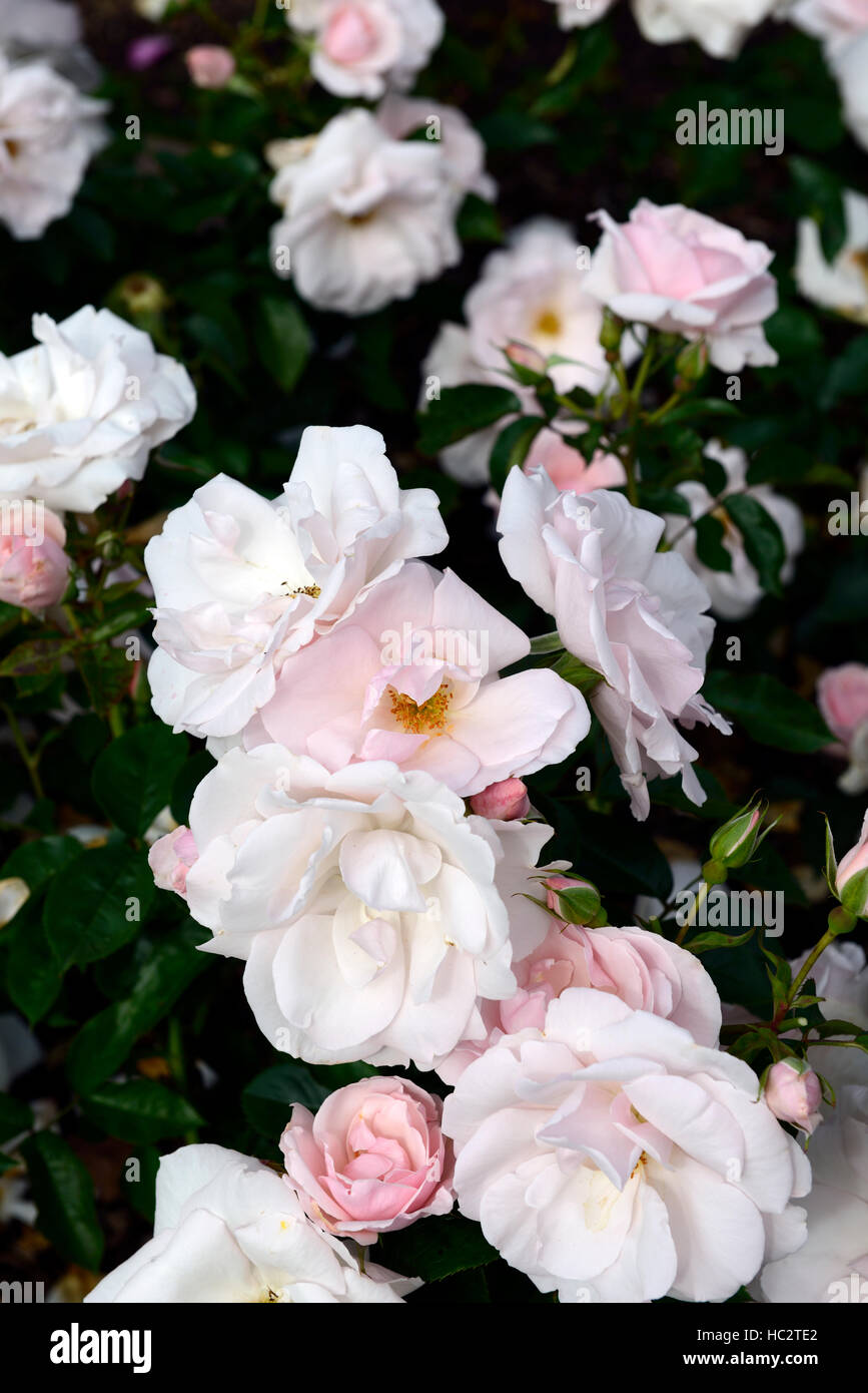 Rosa viele glückliche kehrt Harwanted rose Blume rosa Edelrosen blühen Blumen duftenden duftenden RM Floral Stockfoto