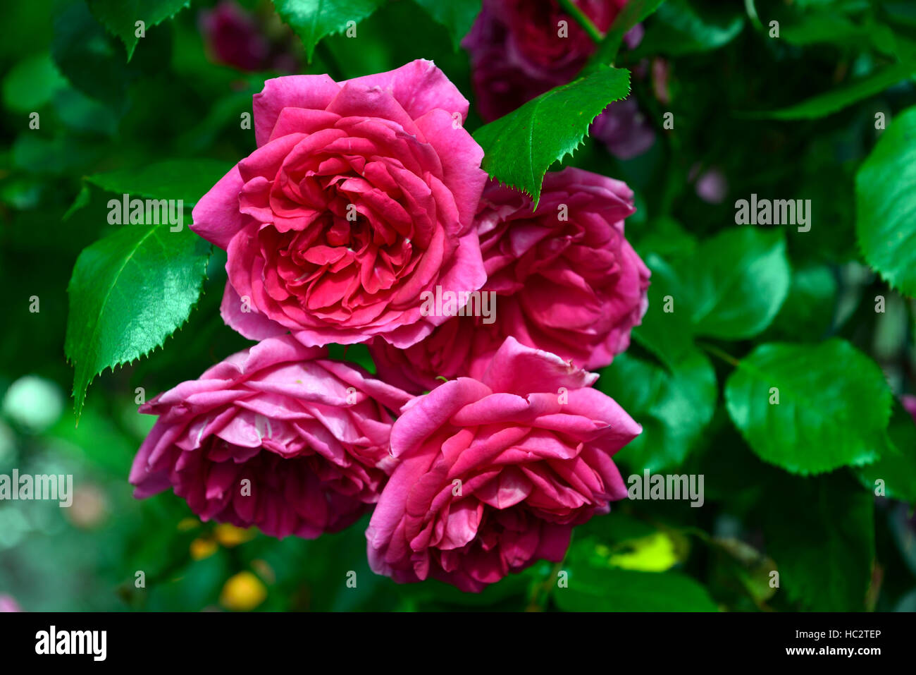 Rosa Parade rose rosa rose Rosen Kletterer Klettern Blüte Blume Blumen duftenden duftenden RM Floral Stockfoto