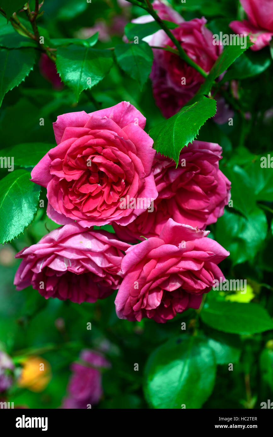 Rosa Parade rose rosa rose Rosen Kletterer Klettern Blüte Blume Blumen duftenden duftenden RM Floral Stockfoto