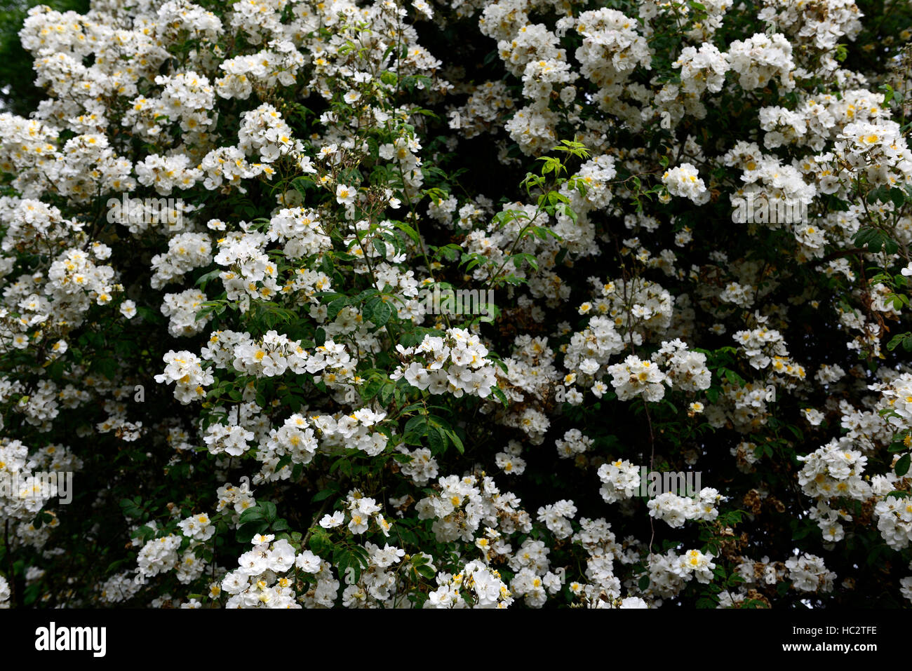 rambling Rector weißen Rambler Kletterer Strauch Sträucher Farbe Blütenfarben blühenden rose Rosa Blumen duftenden duftenden RM-Floral Stockfoto