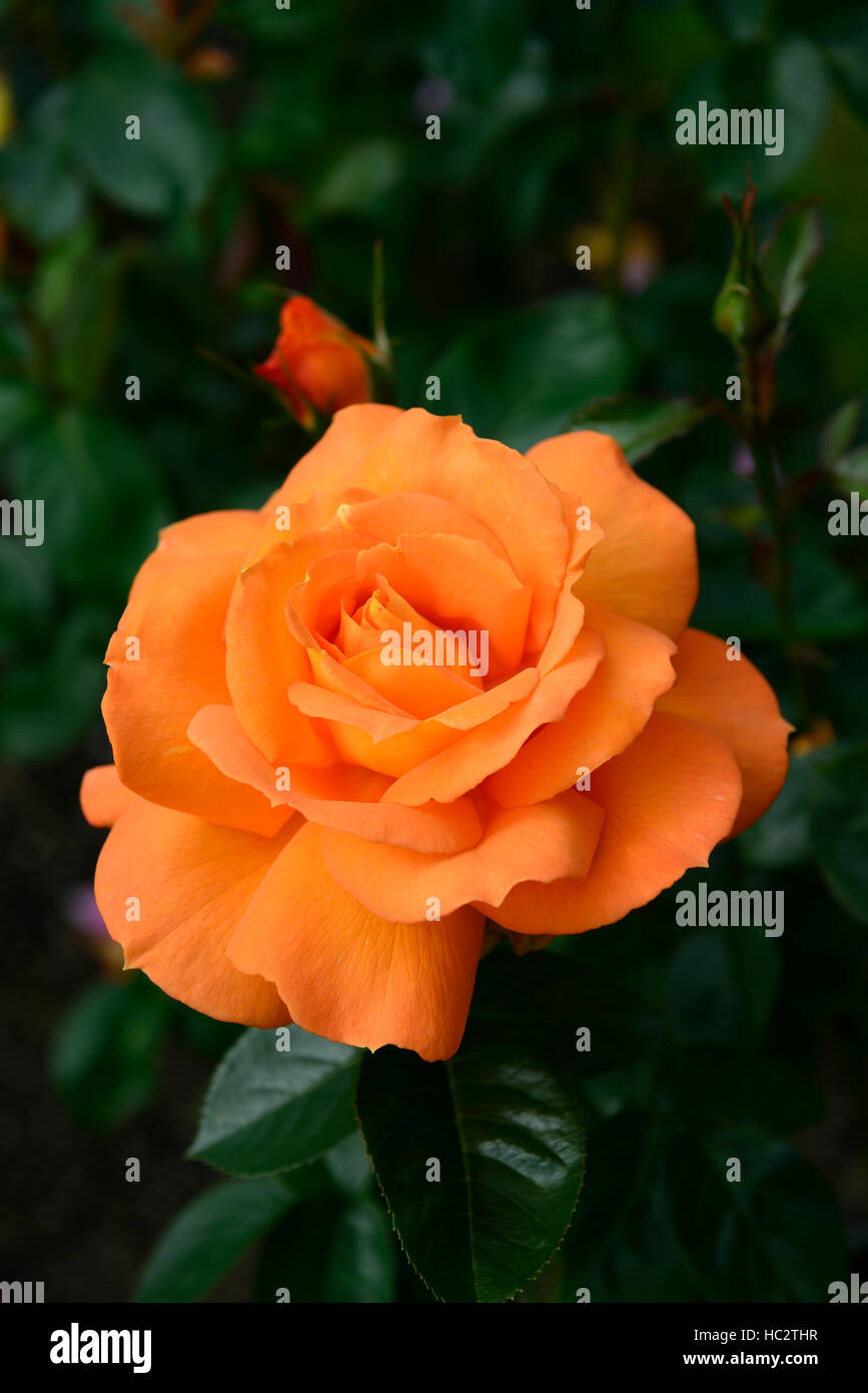 Rosa Glanz Frymerlin Hybrid Tea Rose Rosen Orange blüht blühende Blume Blüte Blumen Sommer duftenden duftenden RM Stockfoto
