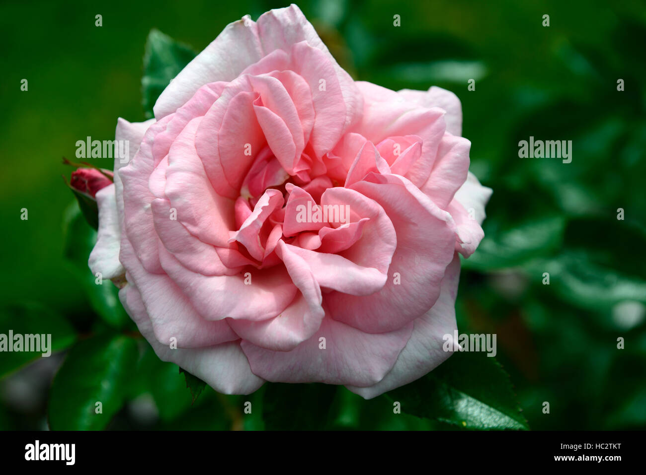 Rosa Radox Bouquet rose gefüllte Blüte rosa Strauch Sträucher Farbe Farben blühenden Blumen Edelrosen duftenden duftenden RM Floral Stockfoto