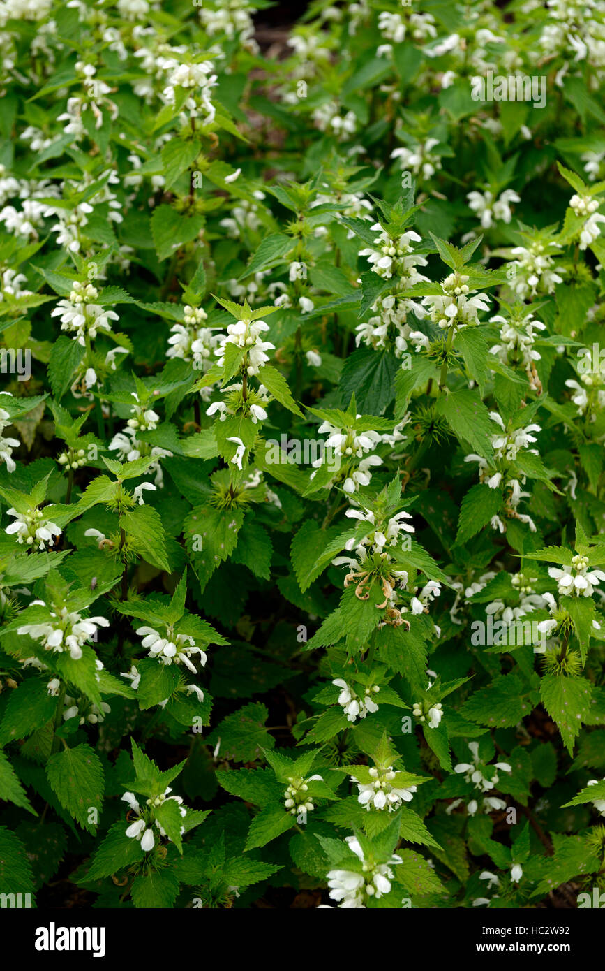 weißen Toten Nessel Lamium Album Blumen Blume Blüte grüne Blätter Blatt Laub mehrjährig Blütenstand RM Floral Stockfoto