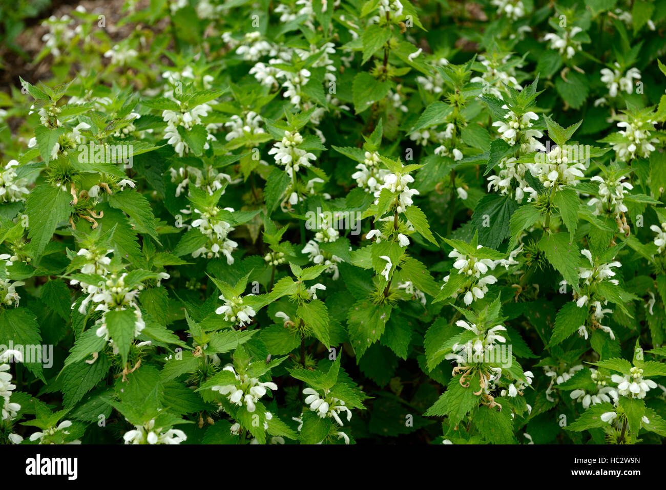 weißen Toten Nessel Lamium Album Blumen Blume Blüte grüne Blätter Blatt Laub mehrjährig Blütenstand RM Floral Stockfoto