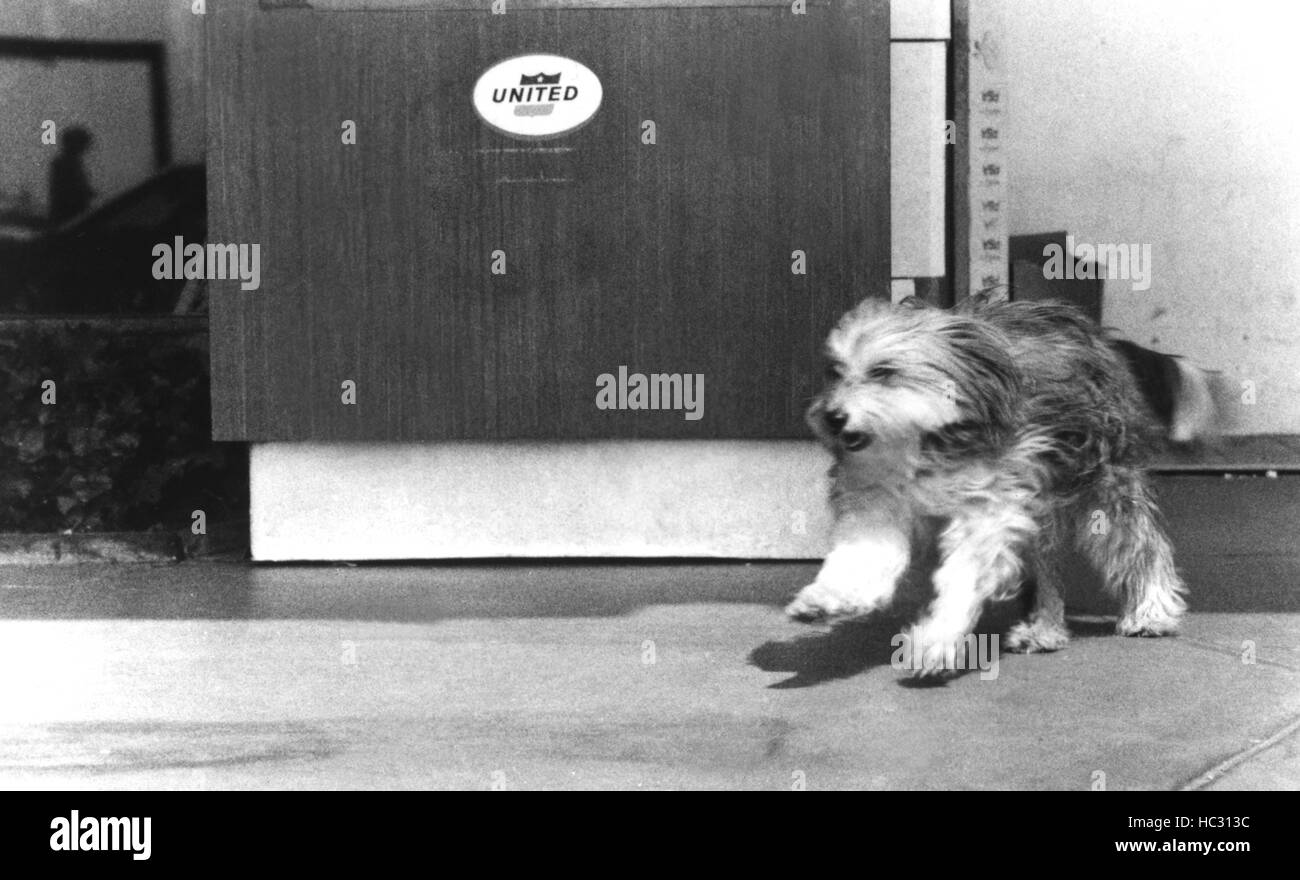 POCO... KLEINE Hund verloren, Poco Hund, 1977 Stockfotografie - Alamy