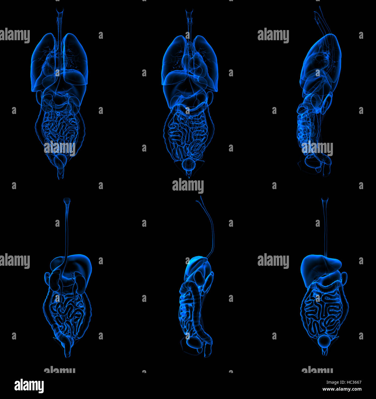 3D Rendering Abbildung der Verdauungs- und Atemwege Stockfoto