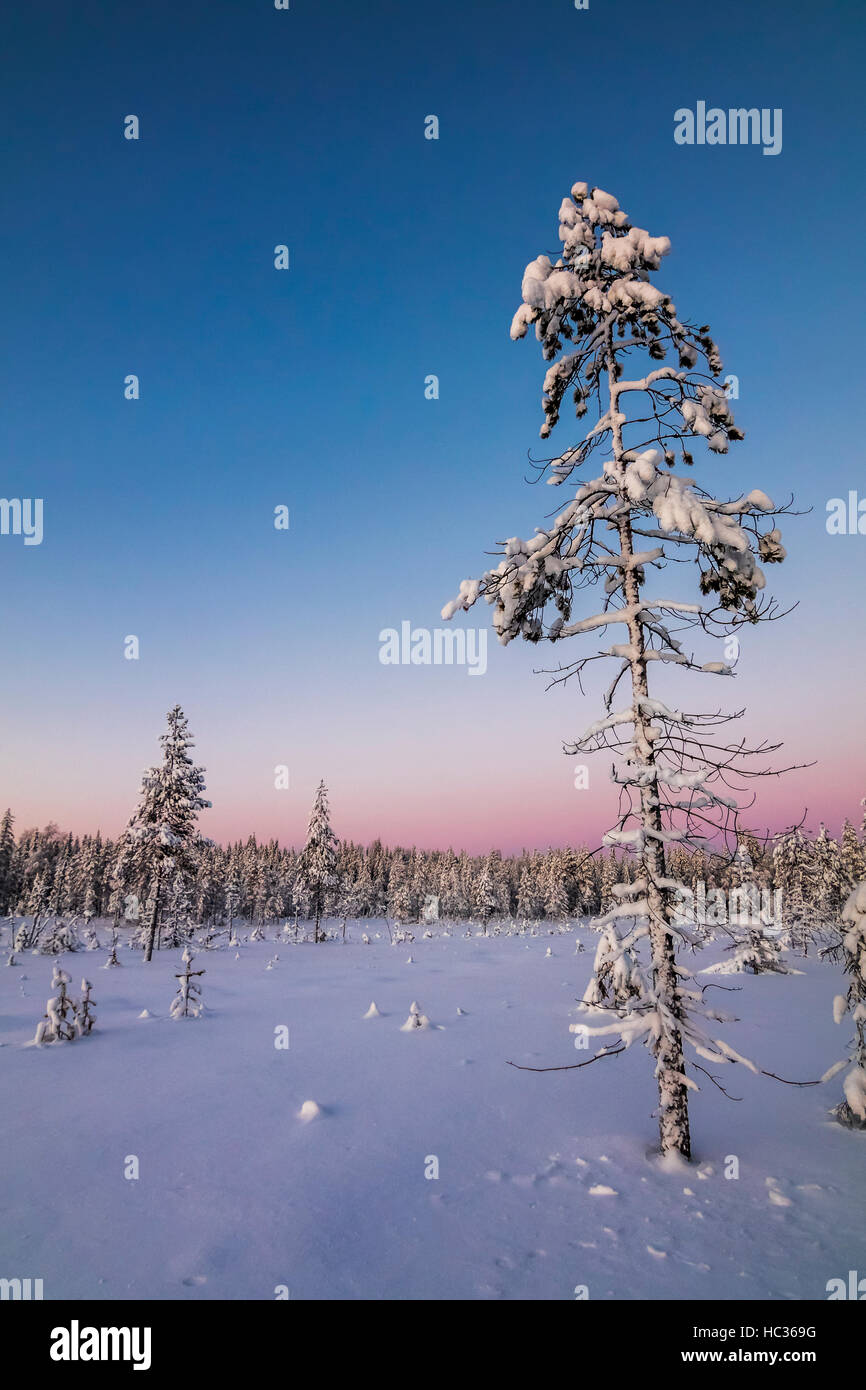 Winter im Nationalpark Syöte, Finnland. Stockfoto