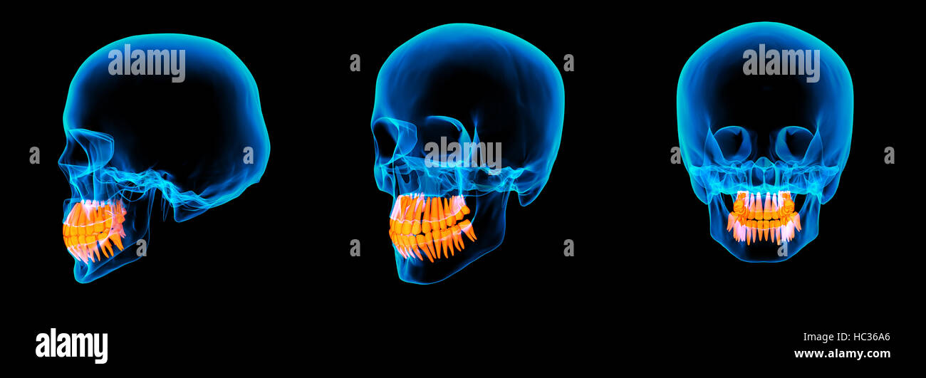 3D Render menschlichen X-Ray Schädel auf schwarzem Hintergrund Stockfoto