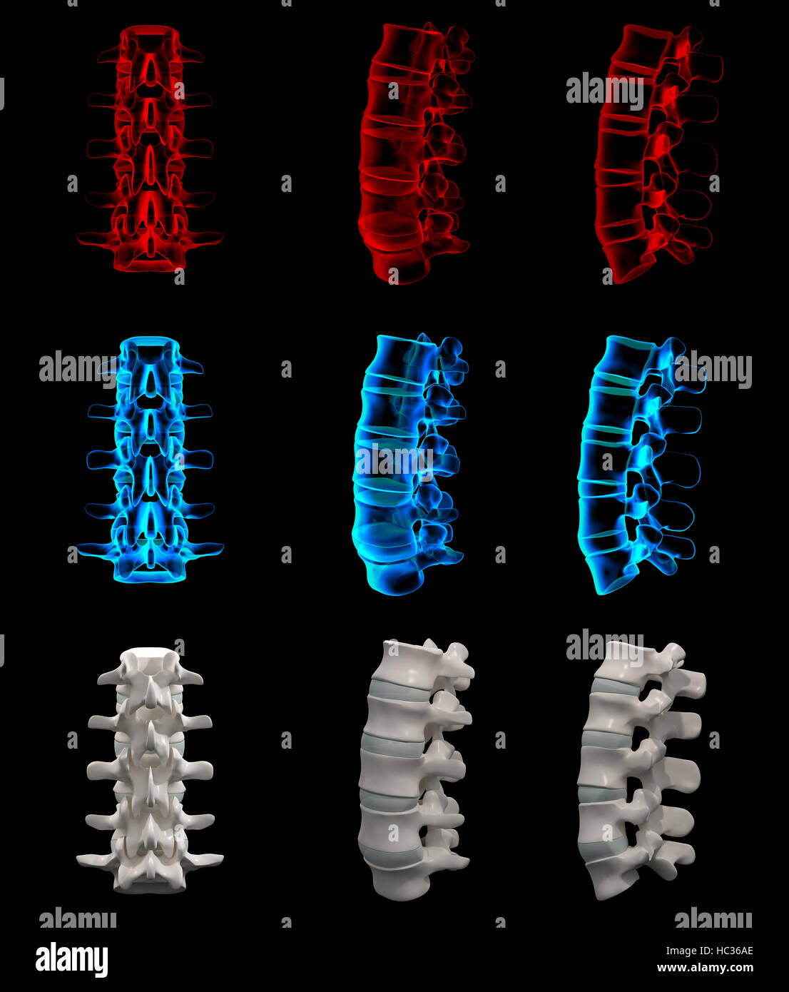 3D gerenderte Darstellung der Lendenwirbelsäule Stockfoto