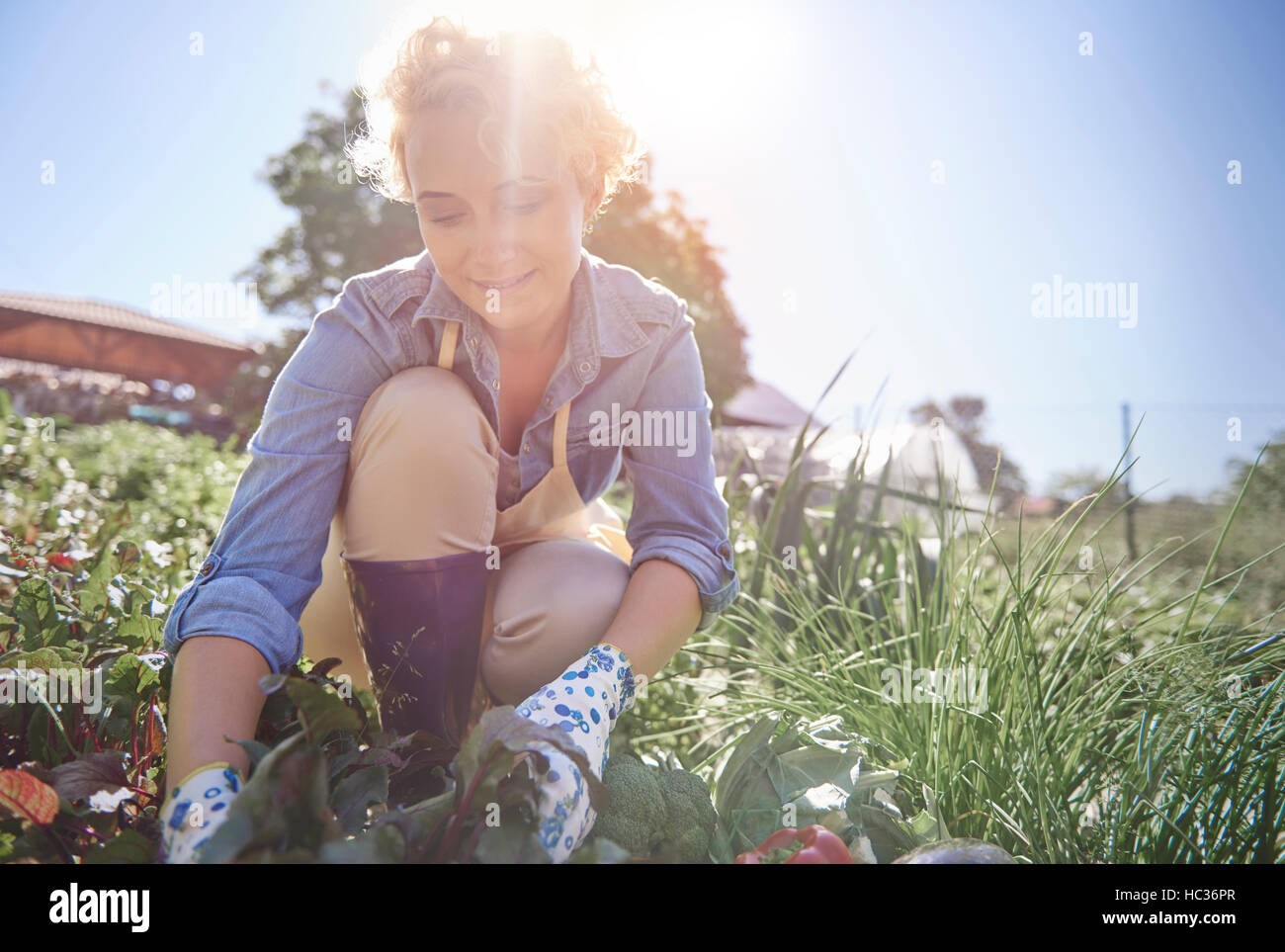 Frau arbeitet in ihrem Garten Stockfoto