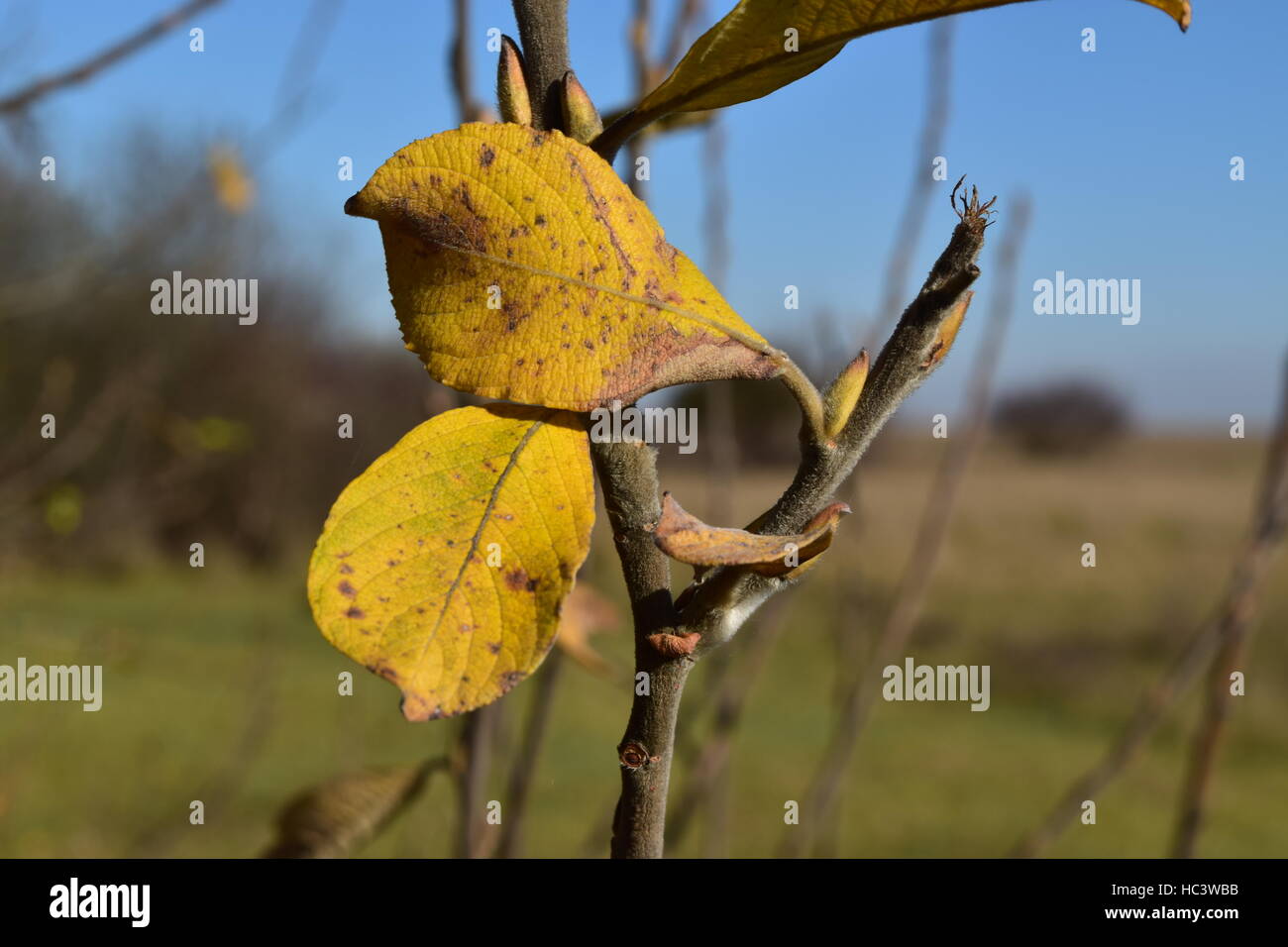 Zwei Blätter im Herbst auf einem Zweig Stockfoto