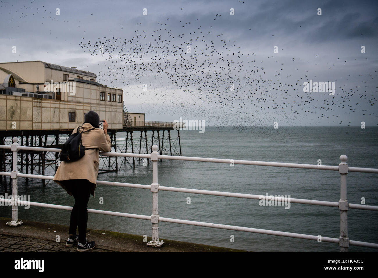 Aberystwyth Wales UK, Mittwoch, 7. Dezember 2016 UK Wetter: auf eine graue Bewölkung aber sehr mild Dezemberabend, Tausende Stare fliegen ihre Übernachtung Roost auf den gusseisernen Beinen Aberystwyth Pier. Jeden Tag sie ihre Fütterung zerstreuen Gründen vor einer Rückkehr in der Abenddämmerung, dramatische Luftbilder Anzeigen über das Meer Stadt Foto Credit durchzuführen: Keith Morris / Alamy Live News Stockfoto