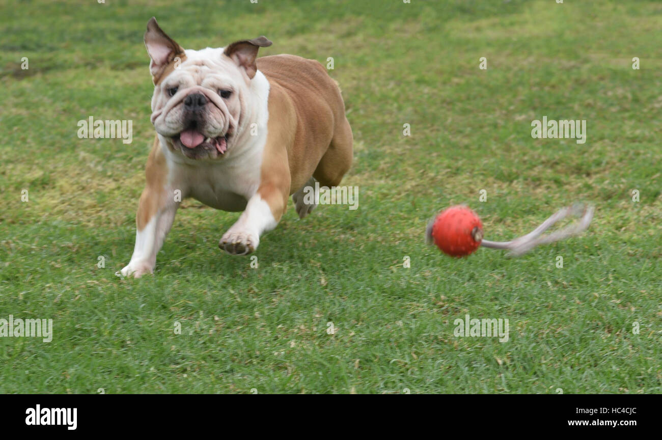 Englische Bulldogge laufen und spielen auf dem Rasen Stockfoto