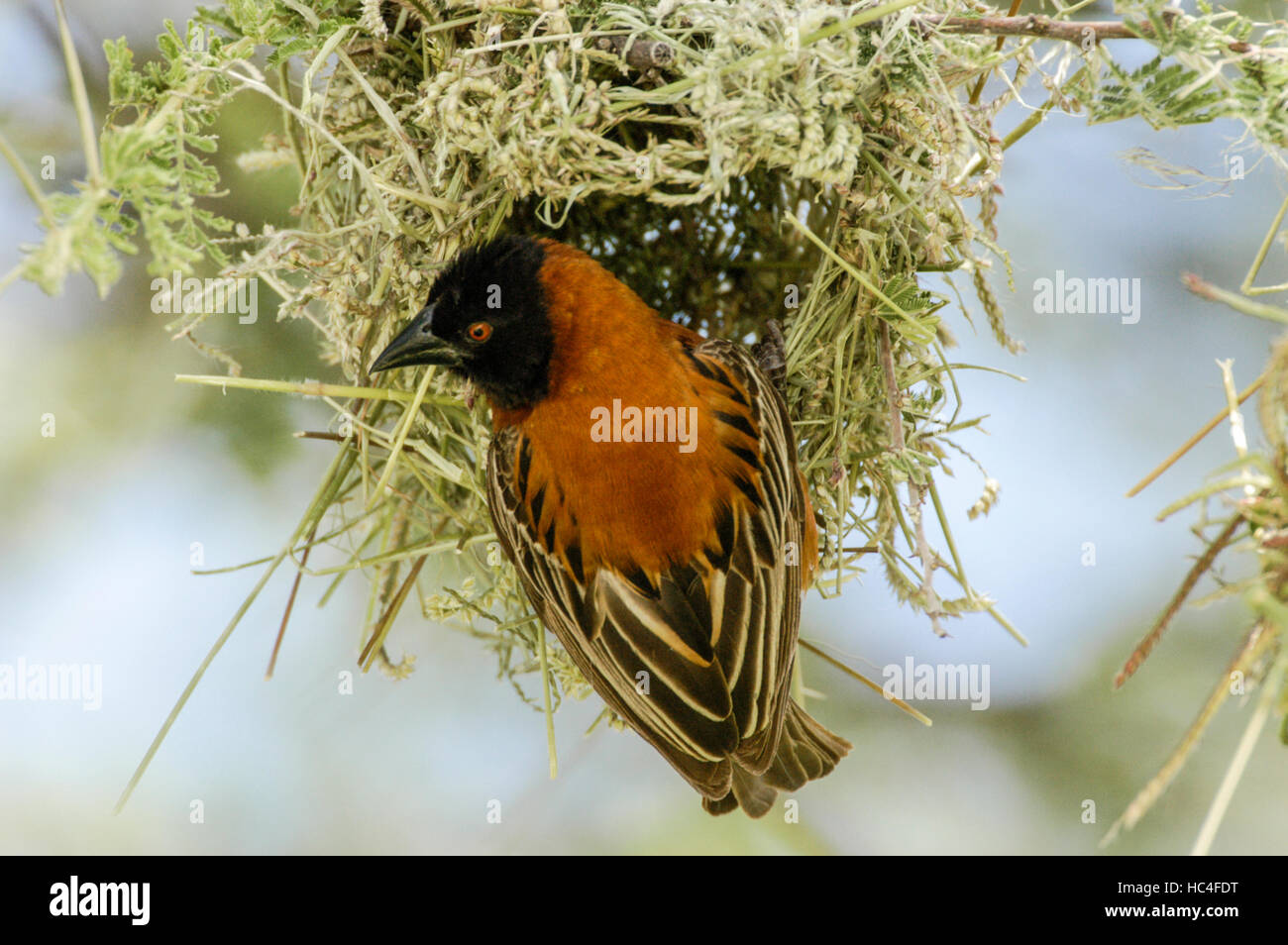 Kastanien Weber (Ploceus Rubiginosus), männliche Nestbau, Tarangire Nationalpark, Tansania Stockfoto