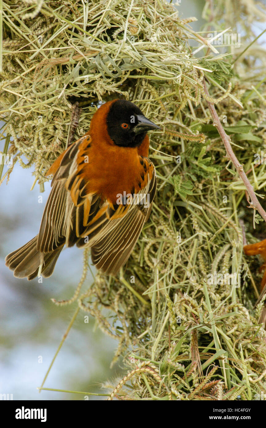 Kastanien Weber (Ploceus Rubiginosus), männliche Nestbau, Tarangire Nationalpark, Tansania Stockfoto