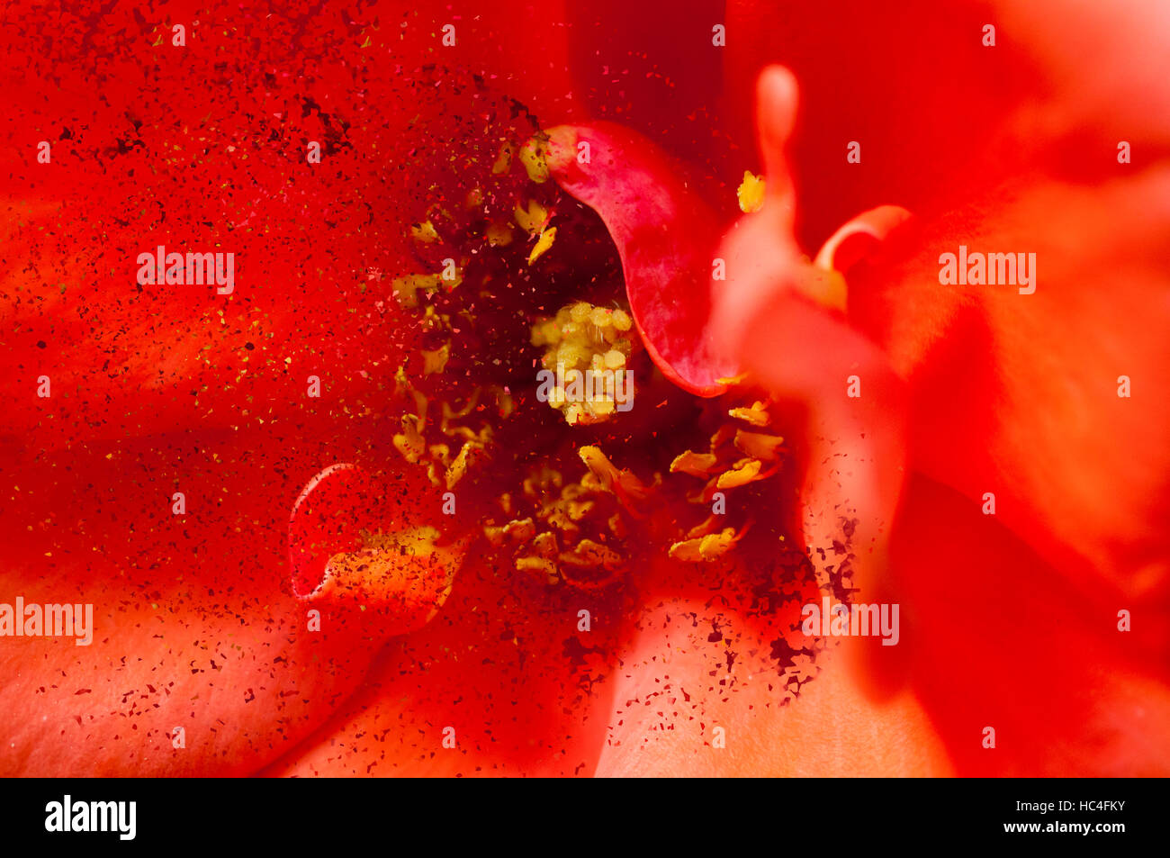 Digital Imagegewinn eine perfekte orange Garten rose Stockfoto