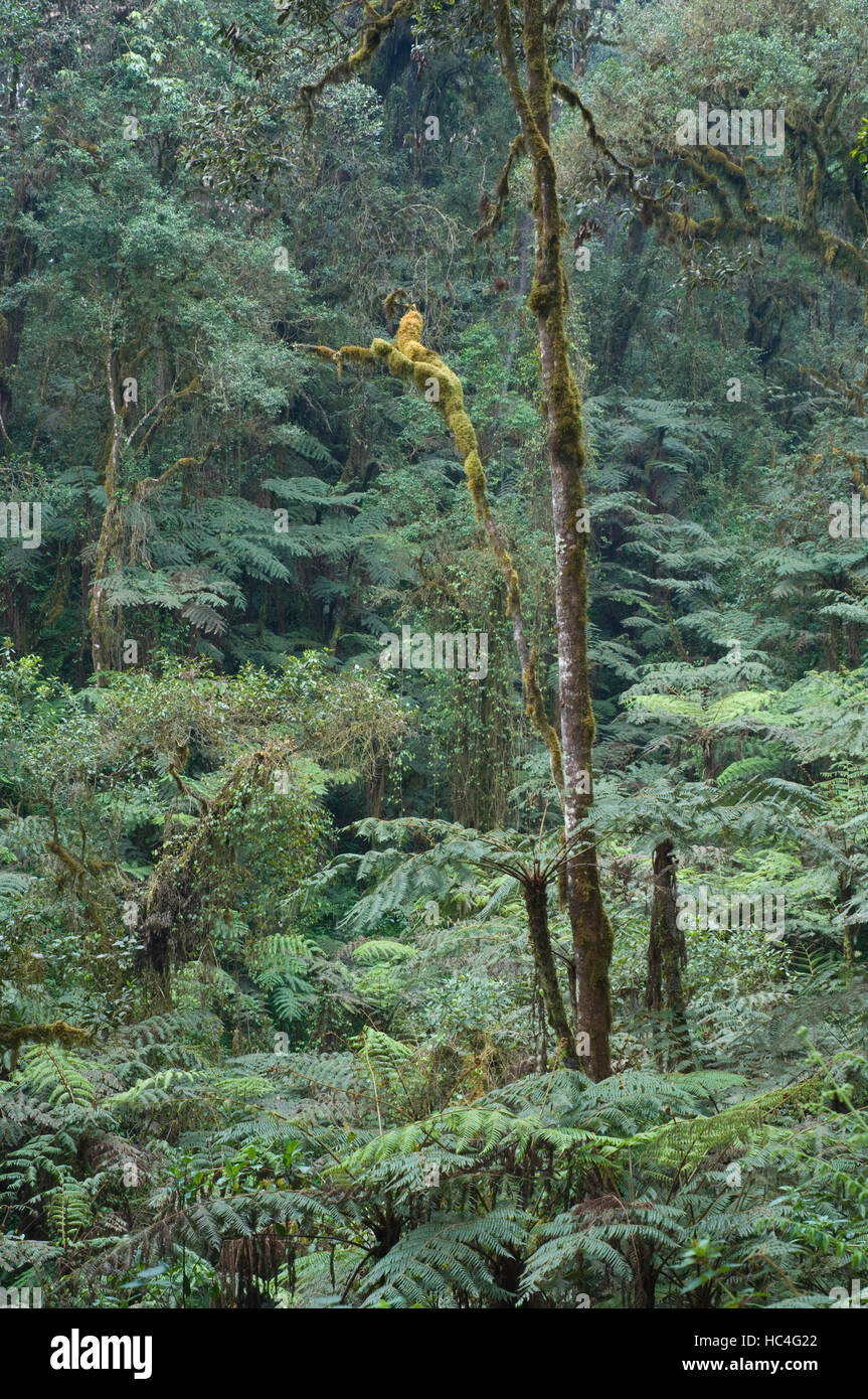 Vegetation im Wald unter 2.000 m, Machame Route, Kilimanjaro, Tansania Stockfoto