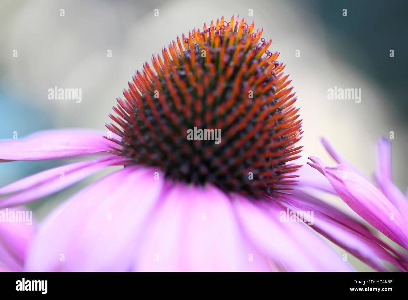 beeindruckende, langstieligen einsame Echinacea Blütenkopf Jane Ann Butler Fotografie JABP1741 Stockfoto