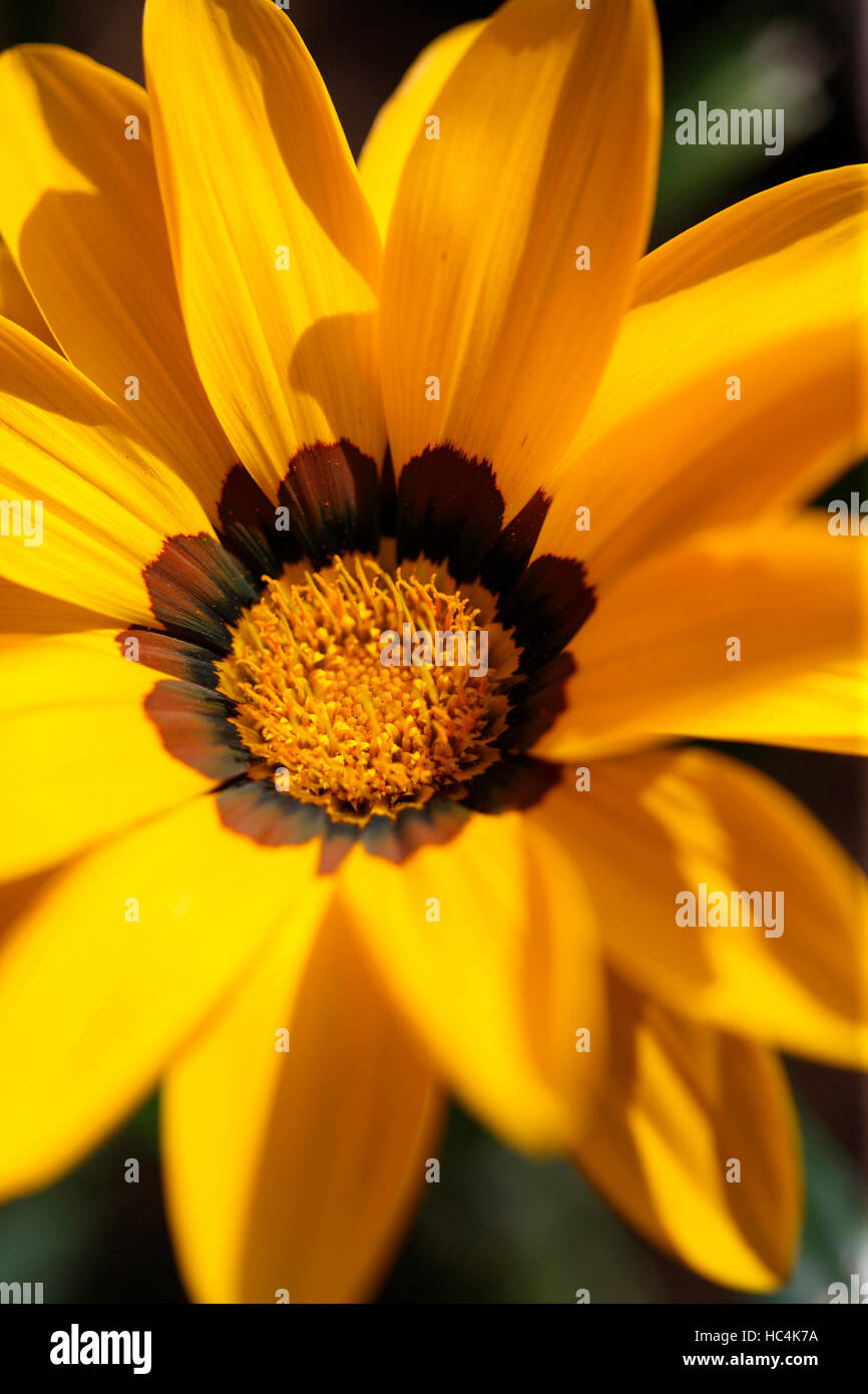 Gazanien Rigens "new Day", Schatz Blume Jane Ann Butler Fotografie JABP1750 Stockfoto
