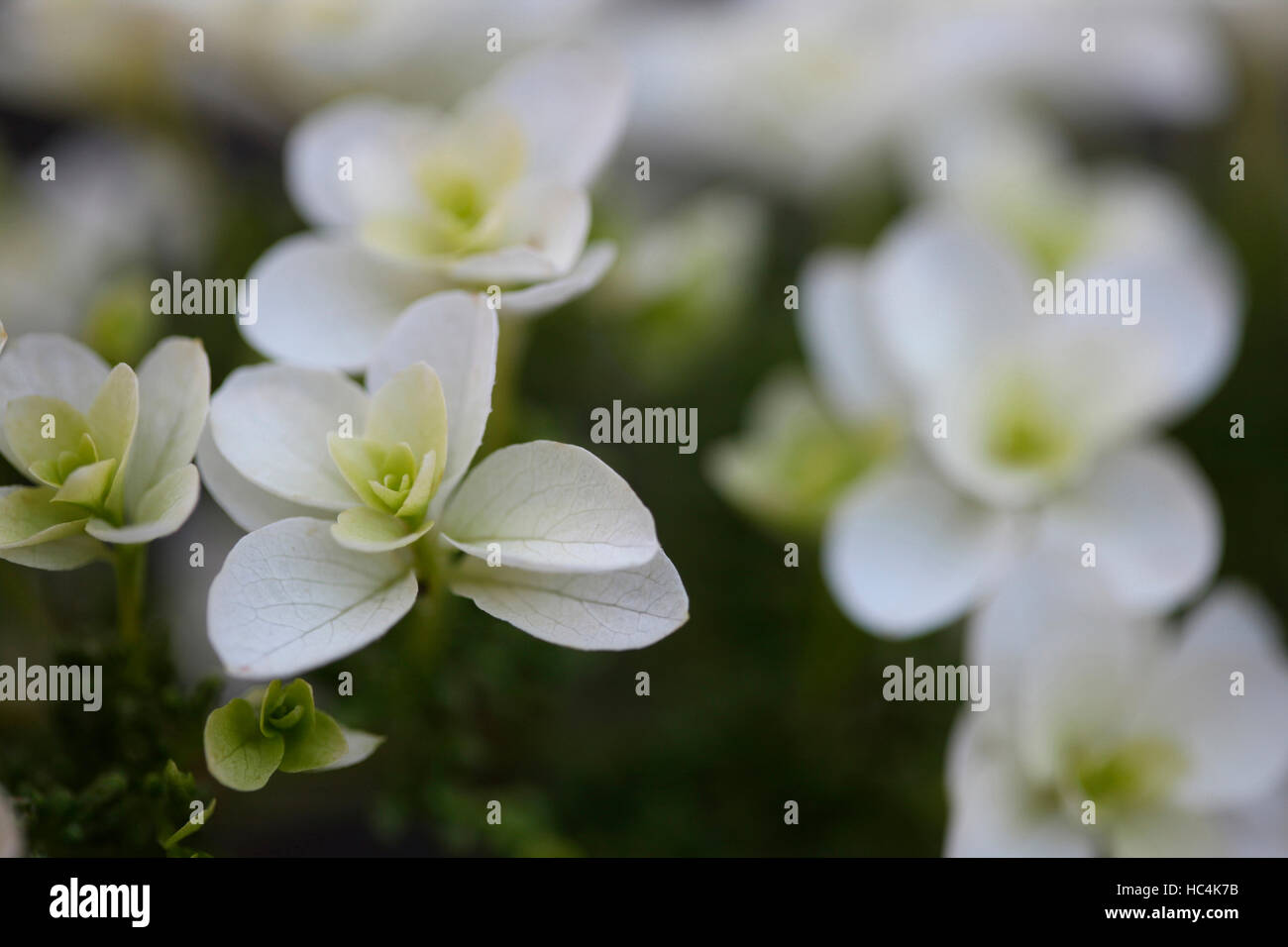 schönen weißen Sommer blühende Hortensie 'Schneeflocke' - gedeihen Jane Ann Butler Fotografie JABP1735 Stockfoto