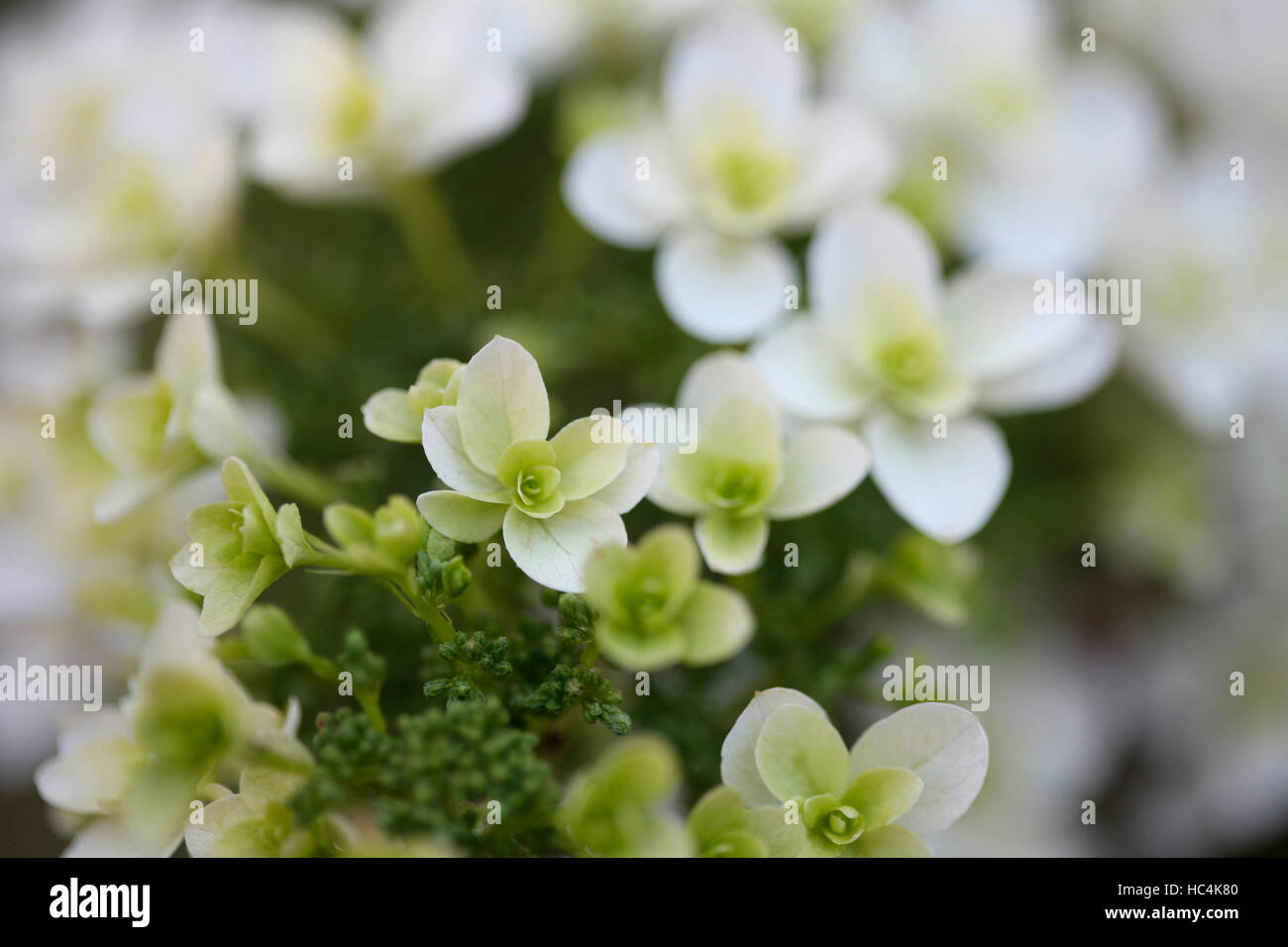 zierliche weiße Sommer blühende Hortensie 'Schneeflocke' - gedeihen Jane Ann Butler Fotografie JABP1736 Stockfoto