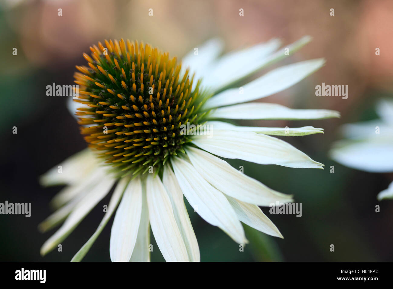 Weiße Echinacea Blume Jane Ann Butler Fotografie JABP1743 Stockfoto