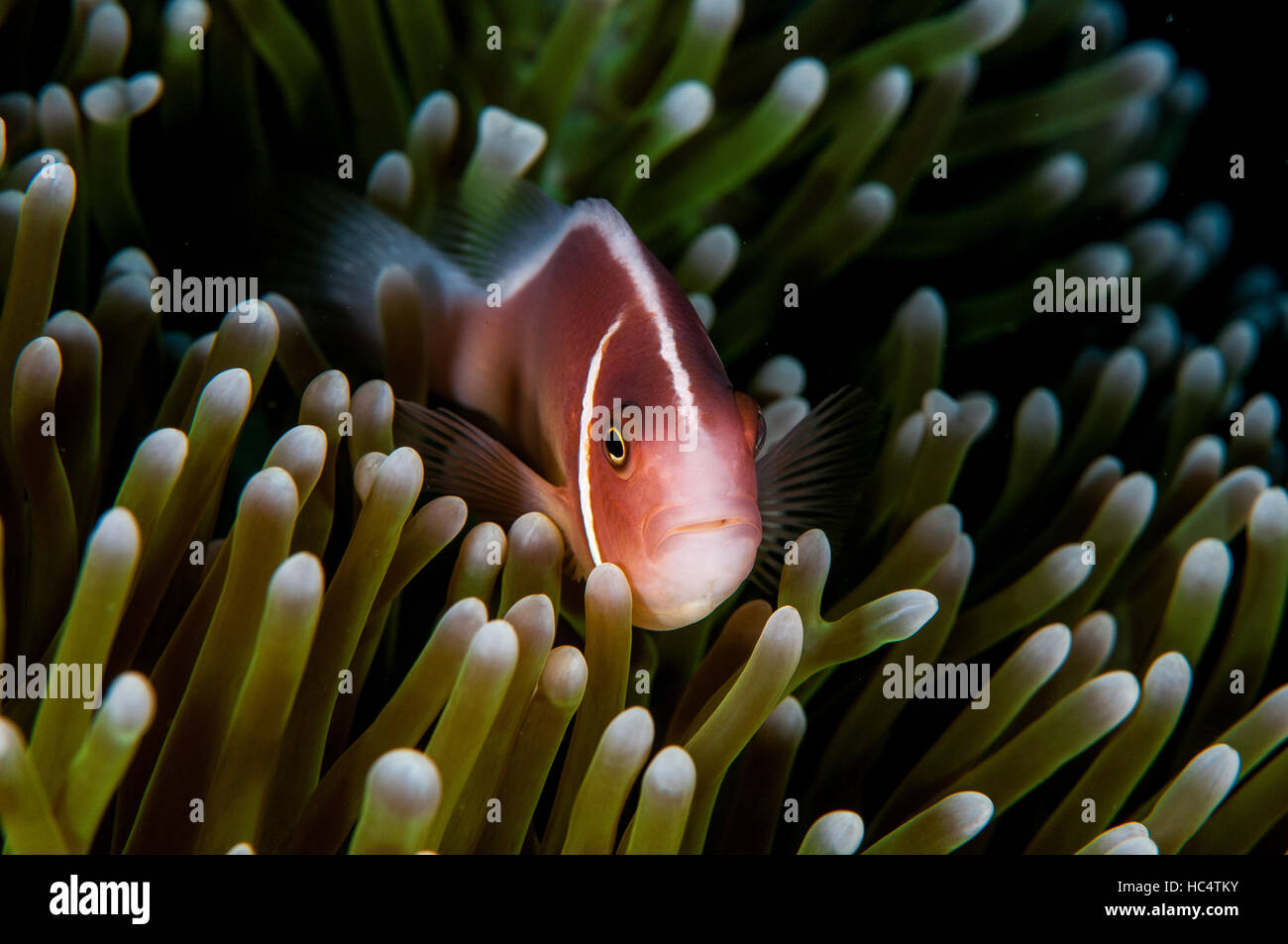 Anemonenfisch in Bali, Oktober 2016. Stockfoto