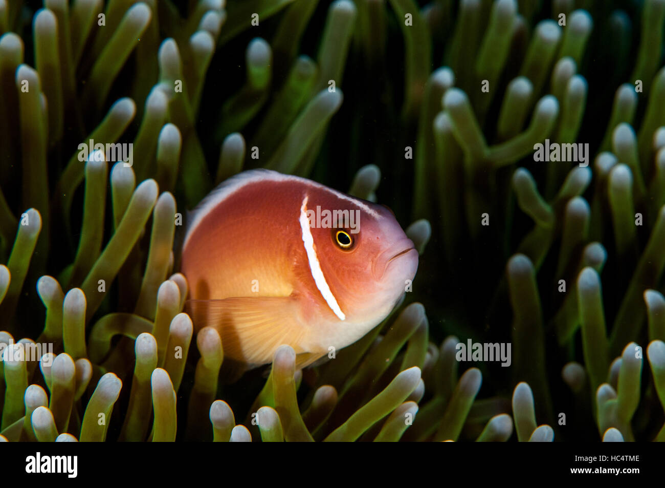 Anemonenfisch in Bali, Oktober 2016. Stockfoto