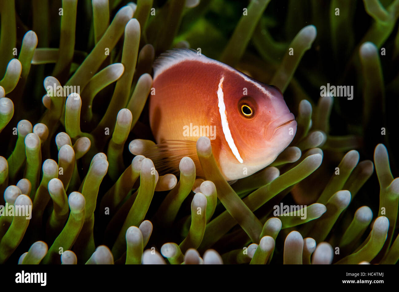 Anemonenfisch in Bali, Oktober 2016. Stockfoto