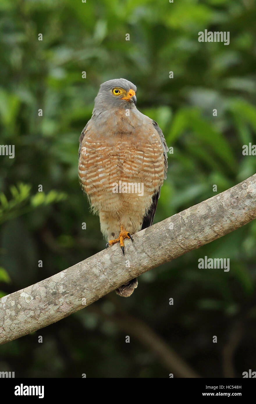 Am Straßenrand Hawk (Rupornis Magnirostris Petulans) Erwachsenen thront auf Zweig Juan Hombron Panama Oktober Stockfoto