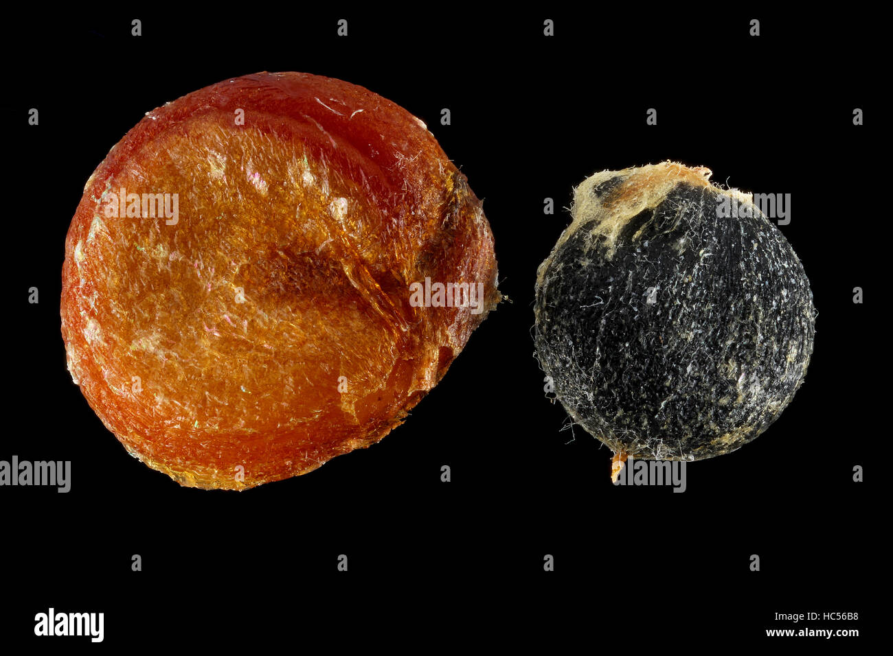 Atriplex hortensis, Gartenorache, Gartenmelde, Nahaufnahme, Früchte (Samen), 2-4 mm Durchmesser Stockfoto
