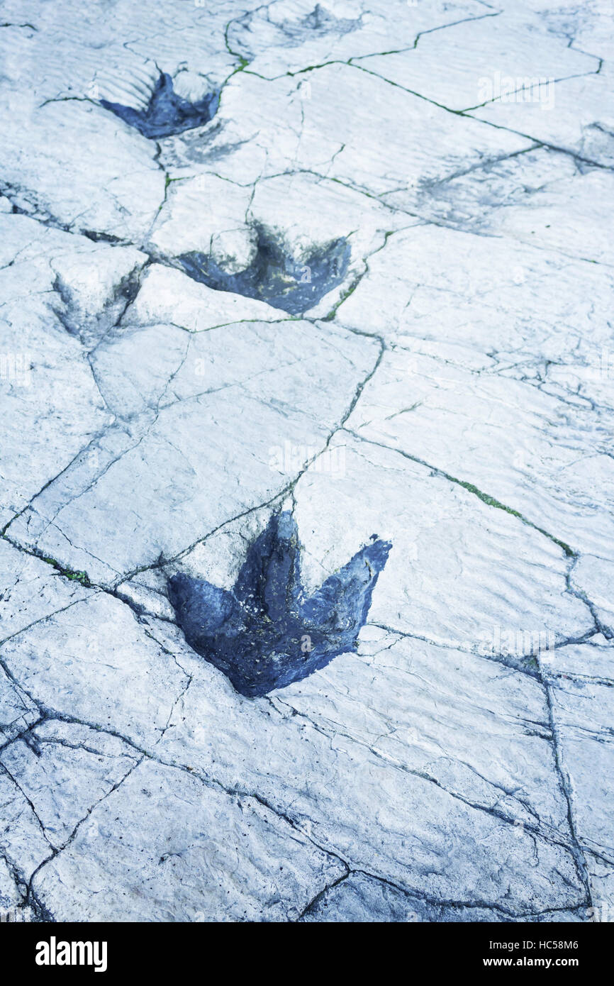 Dinosaurier-Fußspuren markiert auf Stein, Tier Stockfoto