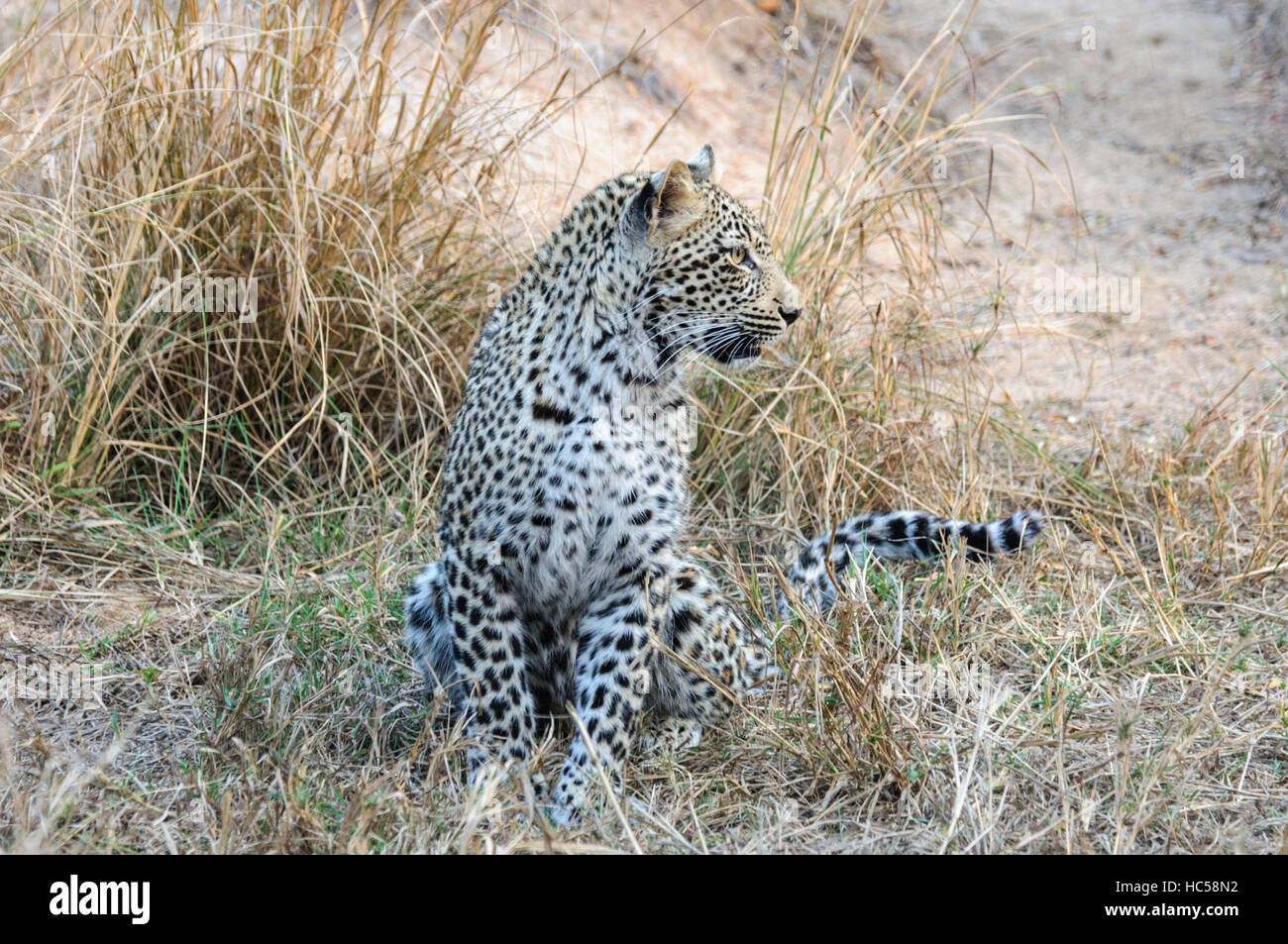 Junge afrikanische Leopard Cub (Panthera Pardus) spielen bei der Jagd in Südafrika Stockfoto