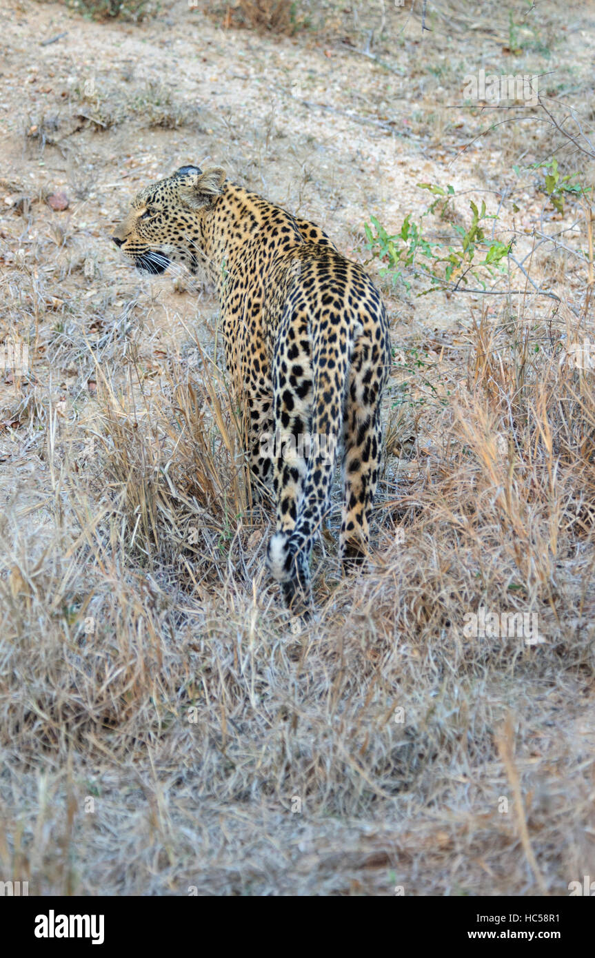 Eine afrikanische Leopardin (Panthera Pardus) geht die Jagd nach Beute für ihre jungen Cub, Südafrika Stockfoto